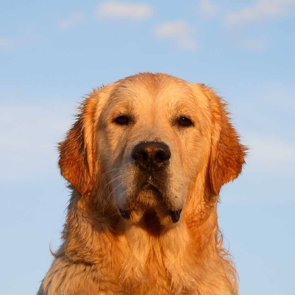 What Are the Grooming Needs of a Golden Retriever