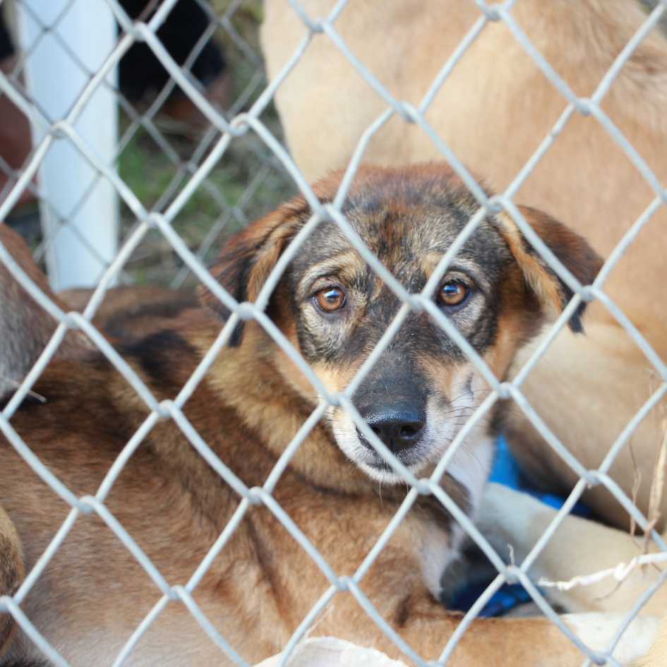 What Are the Hidden Costs of Dog Ownership