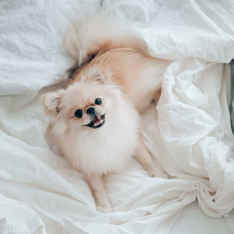 What Are the Most Common Health Issues in Pomeranians
