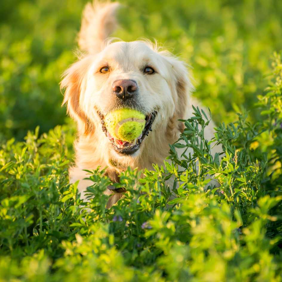 What Are the Unique Characteristics of the Golden Retriever Breed
