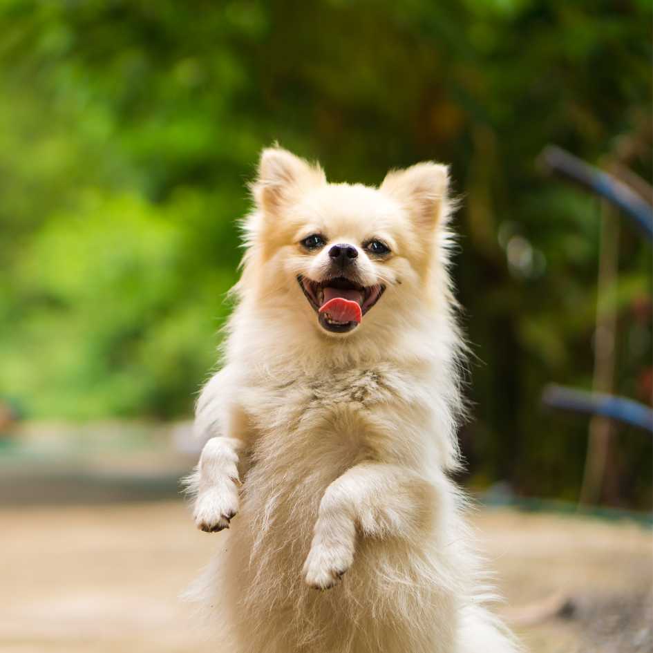 What Breeds Thrive in Hot or Cold Climates