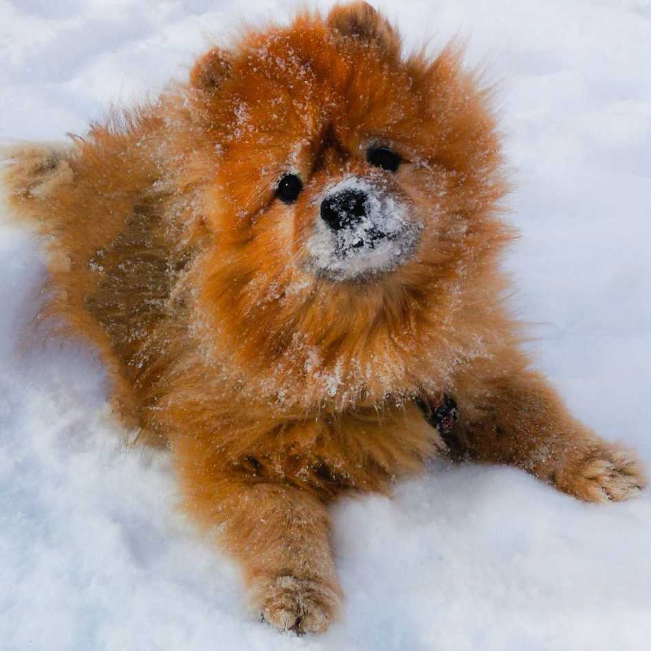 What Do I Need to Know Before Getting a Pomeranian Puppy