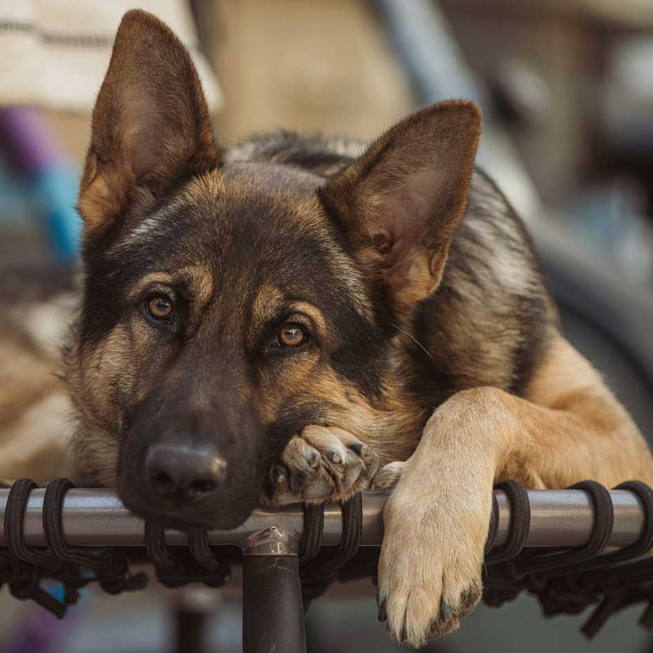 What Do You Need to Know When Raising a German Shepherd Puppy