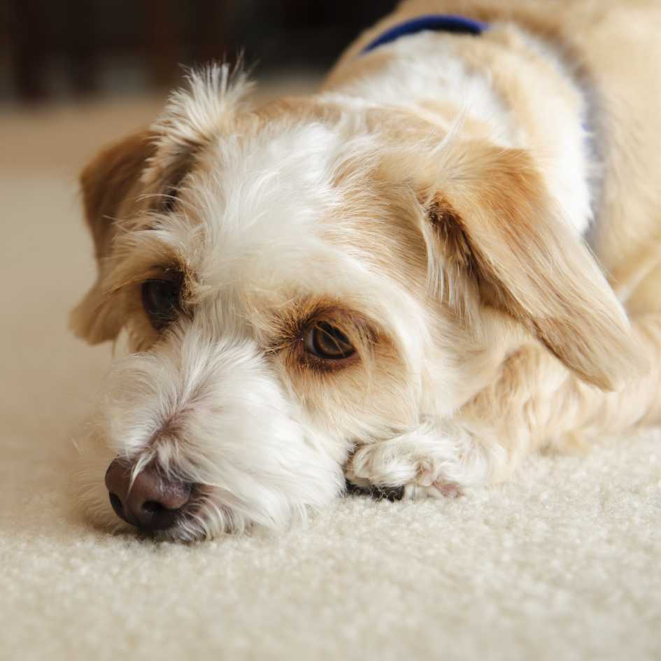 What Does Limping Indicate About Pain in Dogs
