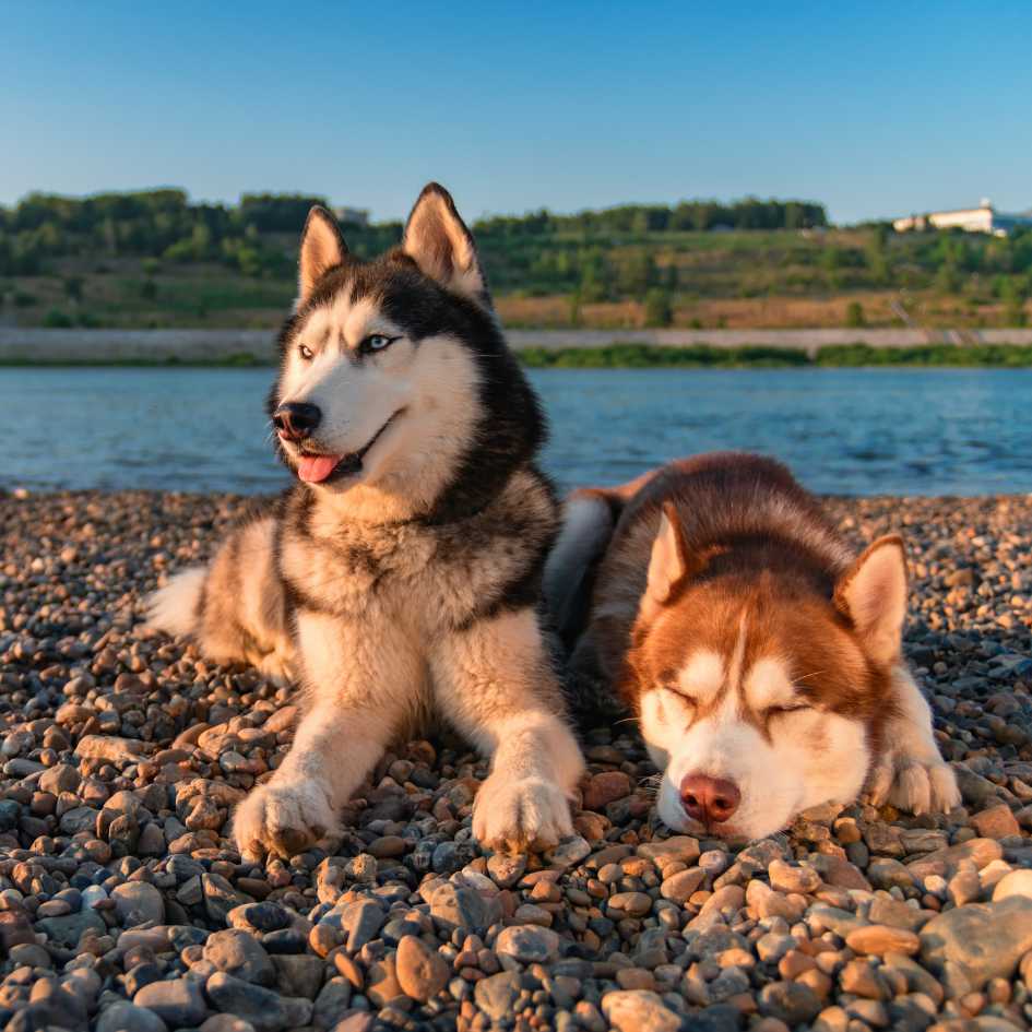 What Does the Temperament of Siberian Huskies Reveal
