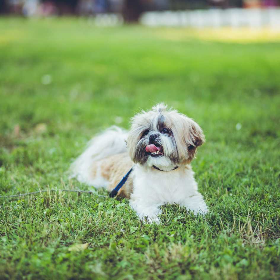 What Every Pet Parent Should Know About Shih Tzu Upkeep