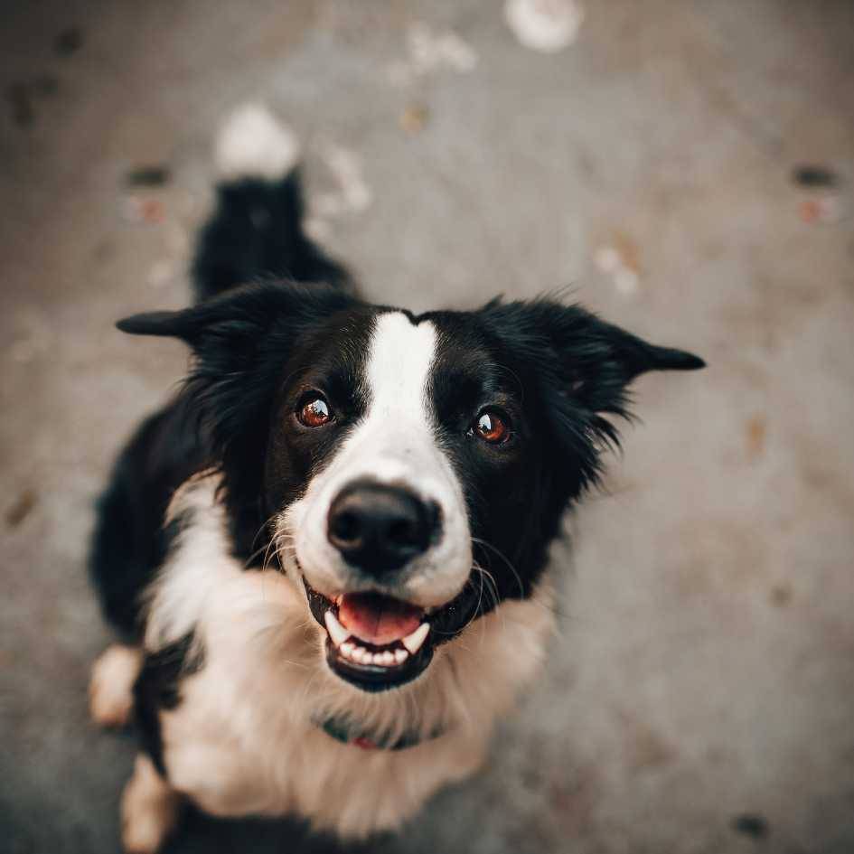 What Happens If You Don’t Trim Your Dog’s Nails