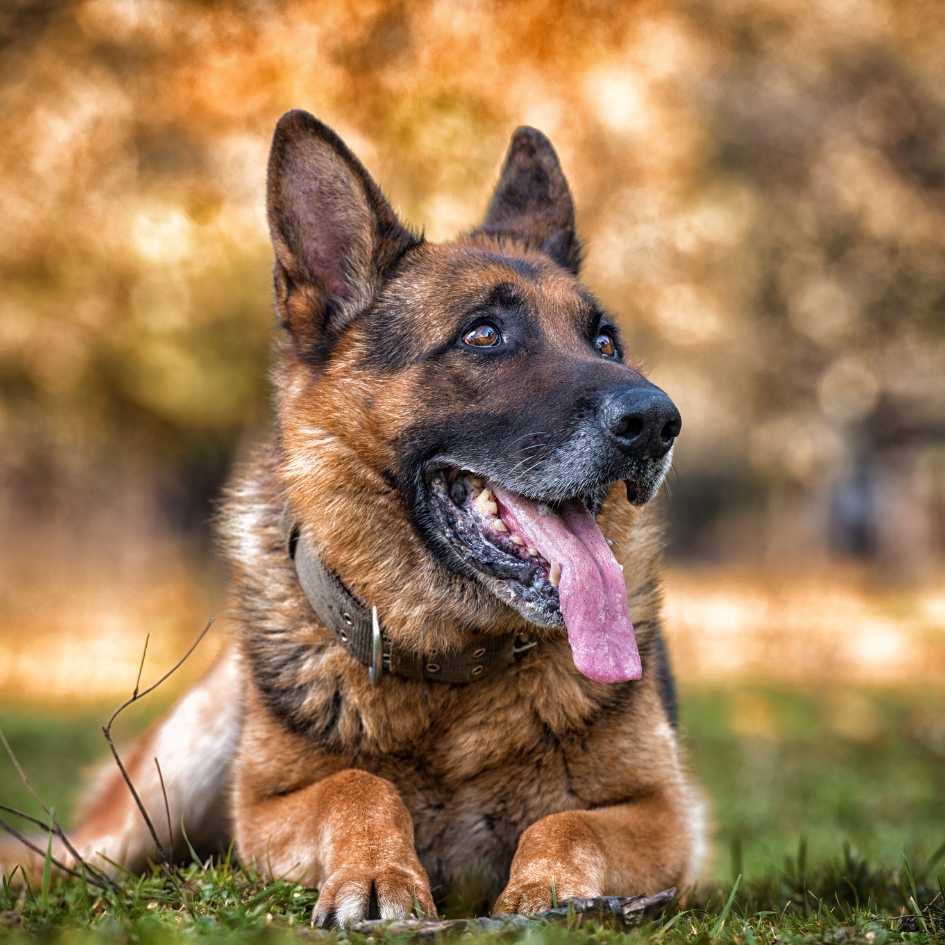 What Is Unique About the German Shepherd Breed