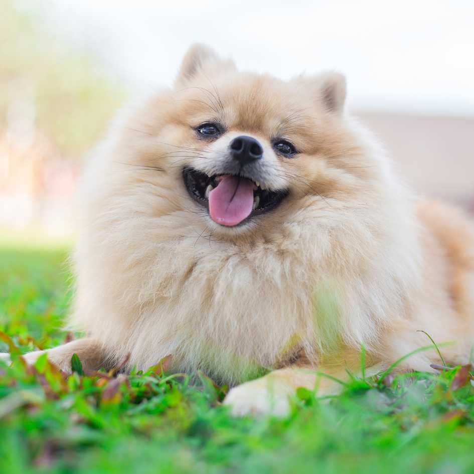 What Is a Pomeranian and Where Did It Come From
