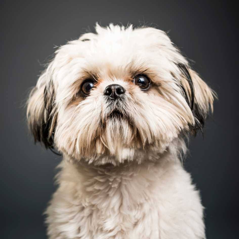 What Is a Shih Tzu and Why Is It So Popular