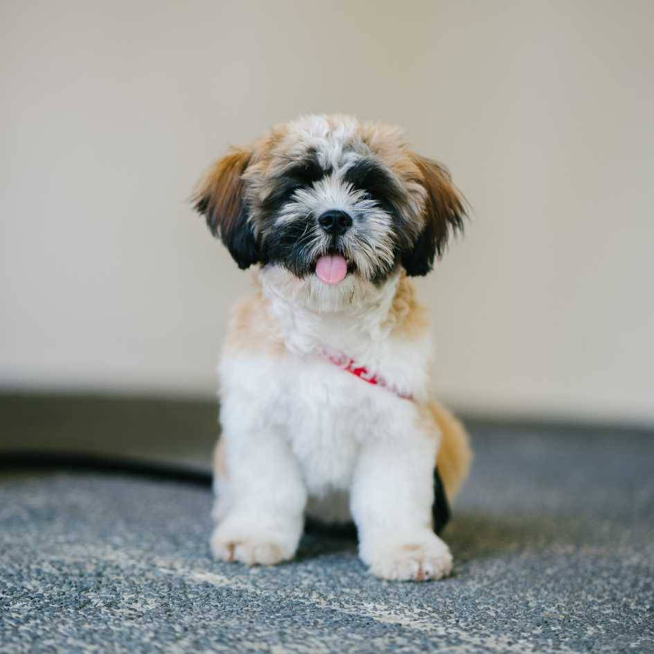 What Is the Average Shih Tzu Price Worldwide and in India