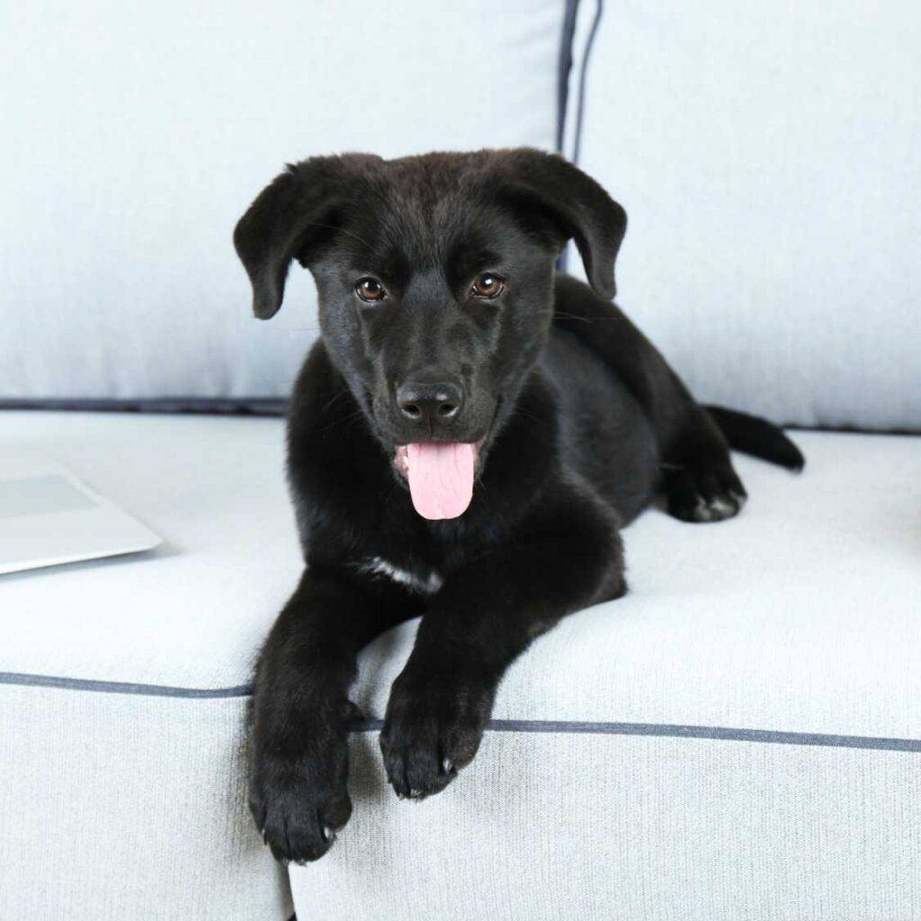 What Is the Black Dog in Legend and Popular Culture