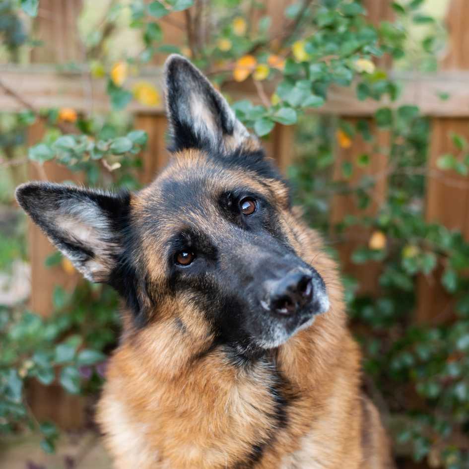 What Is the Temperament of a German Shepherd Dog