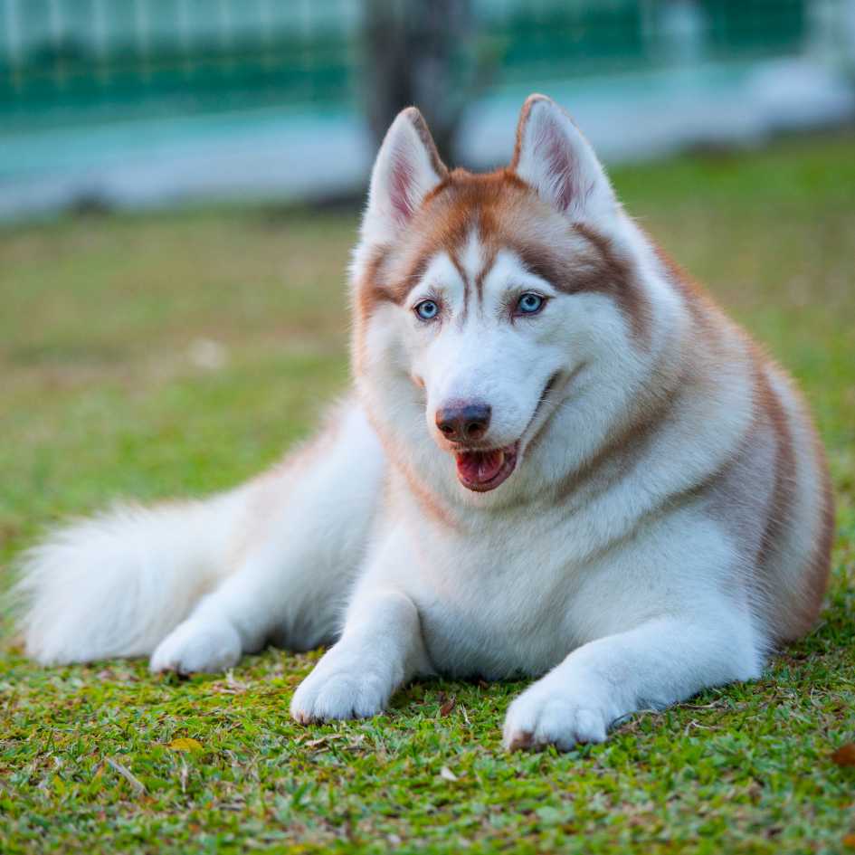 What Kind of Grooming Do Siberian Huskies Require