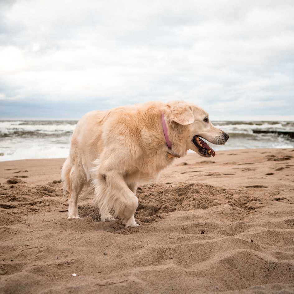 What Makes Golden Retrievers Good Family Dogs