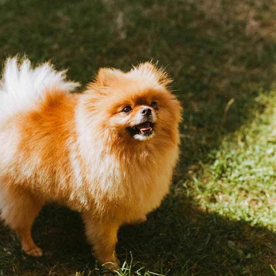 What Makes the Pomeranian Dog Breed Unique