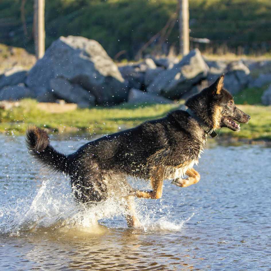 What Should You Ask a German Shepherd Breeder