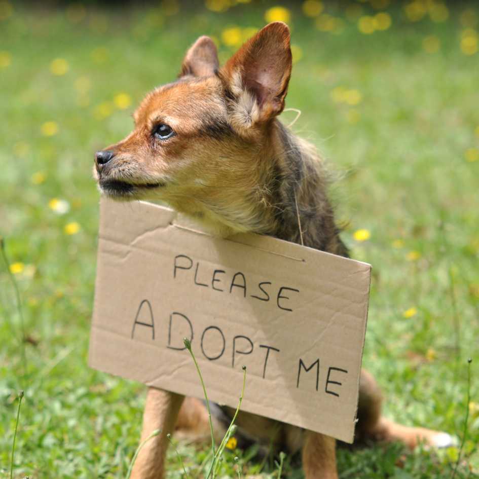 What Should You Know About Shelter Dogs