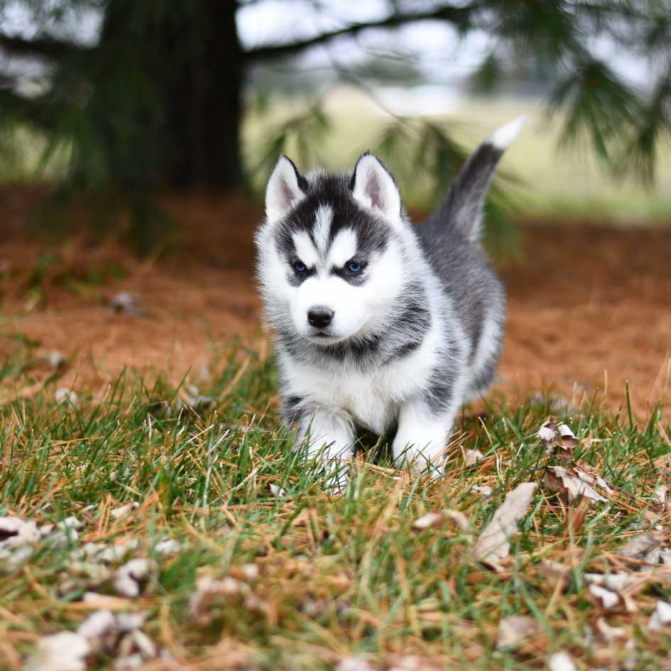 What Should You Know Before Adopting or Buying a Siberian Husky Puppy ?