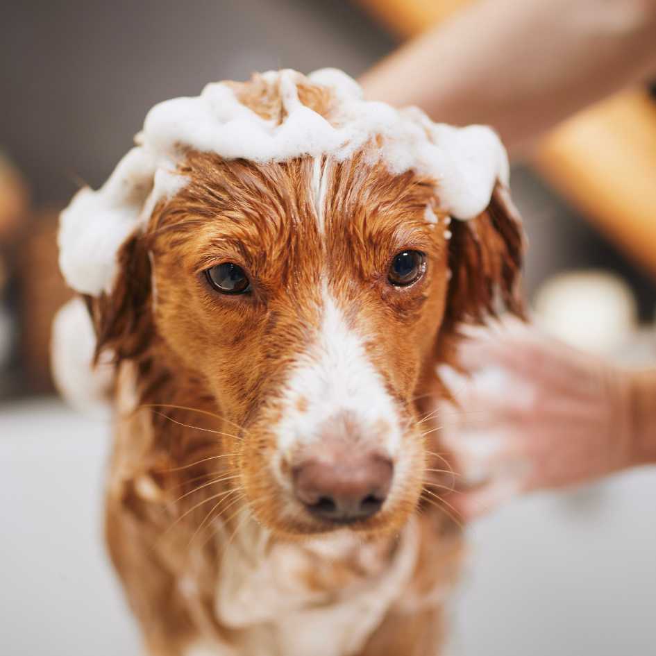 What Tools Do You Need for At-Home Grooming