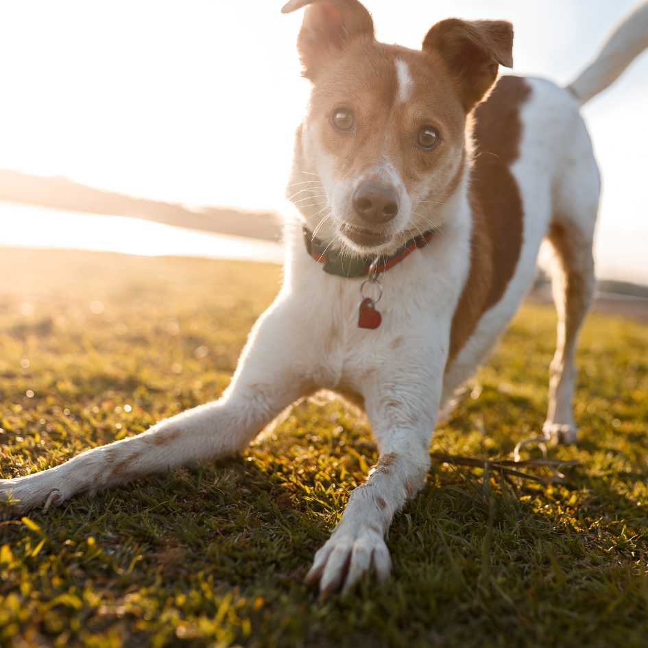 What are the Most Popular Dog Breeds in the World