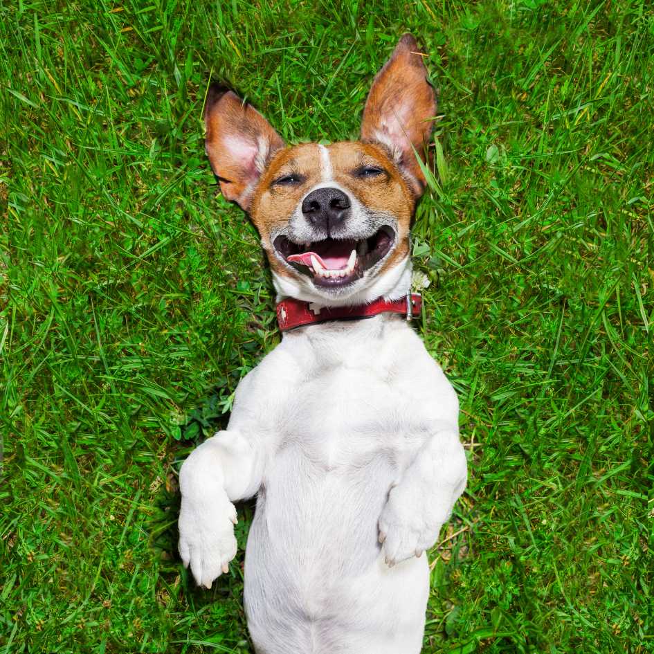 What is a Dog Breed and Why Does It Matter