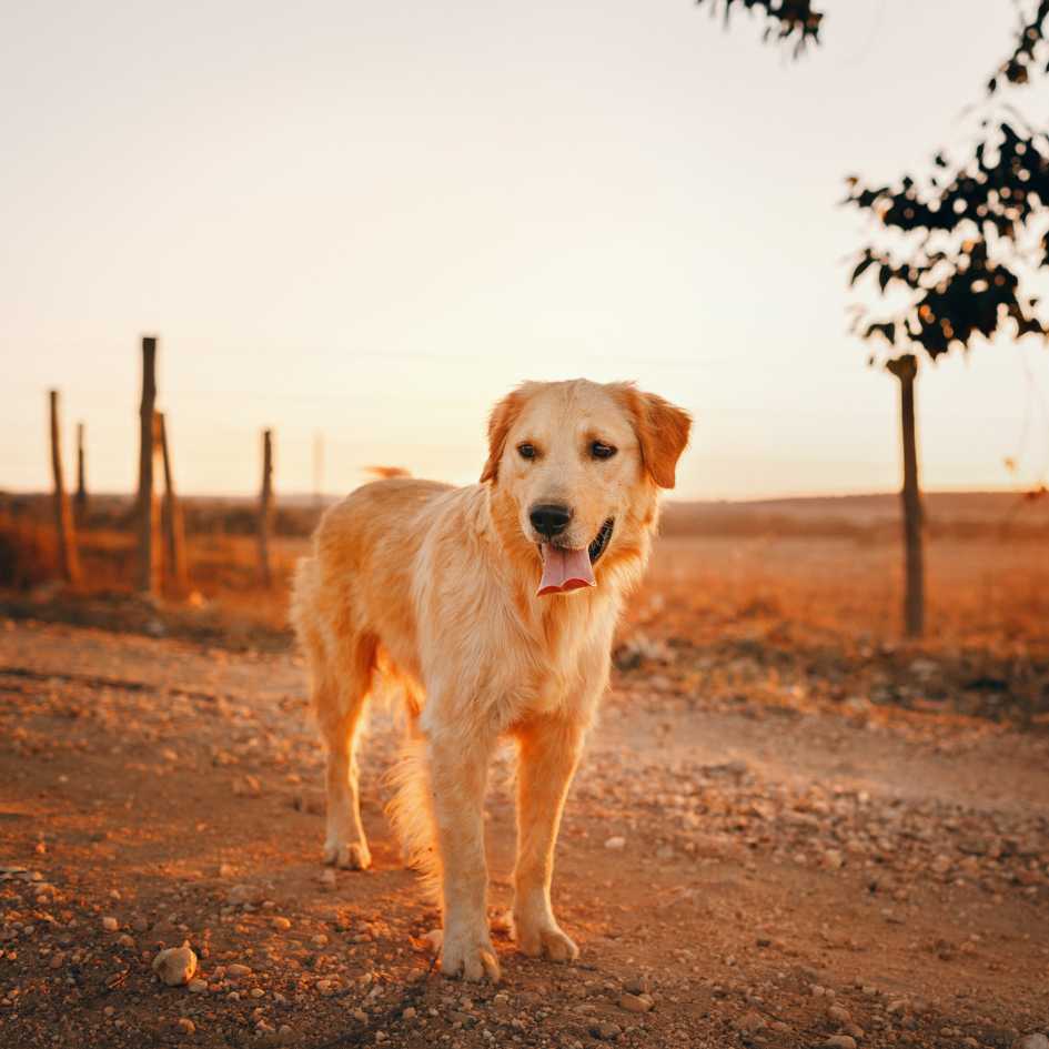What is a Golden Retriever