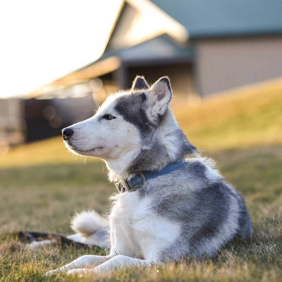 What is the Origin of the Siberian Husky