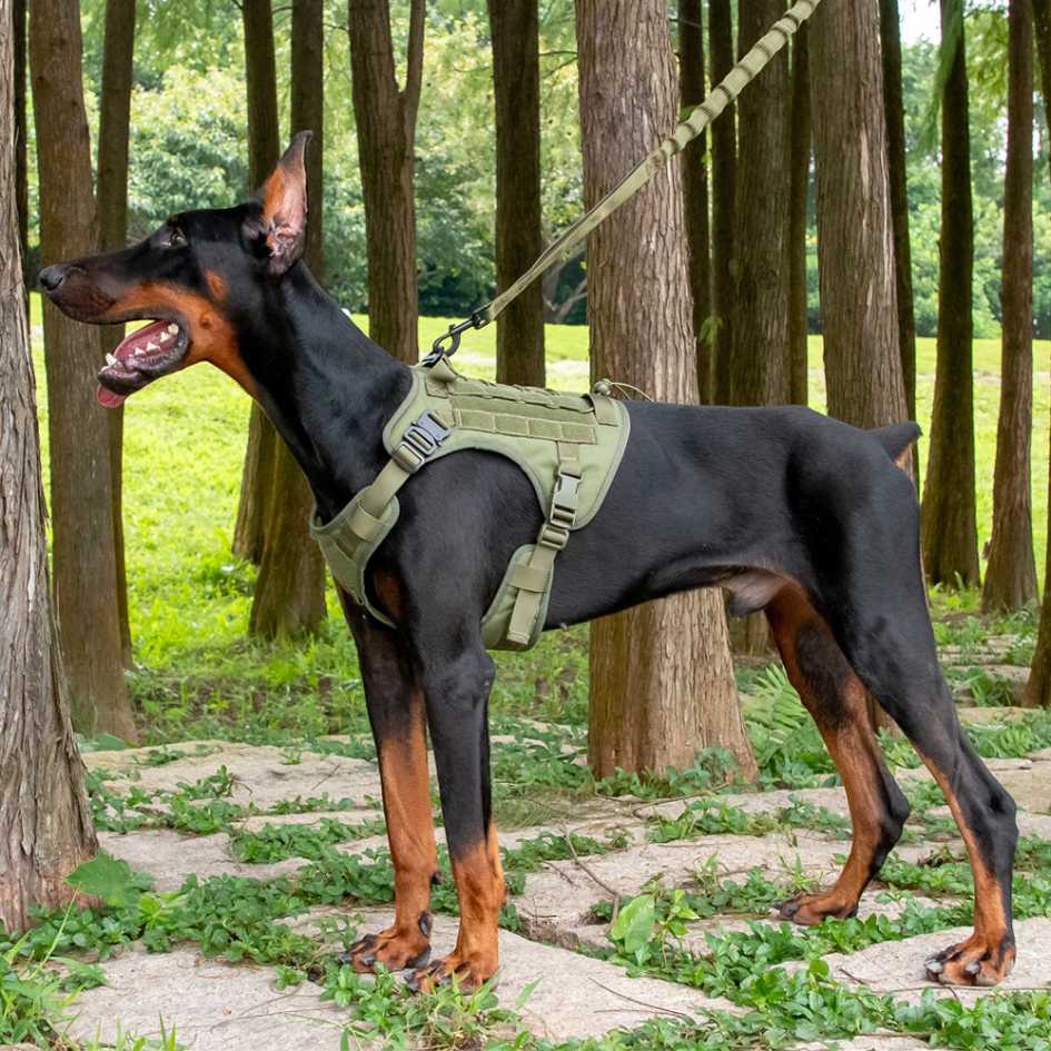 What to Look for in a No-Pull Dog Harness