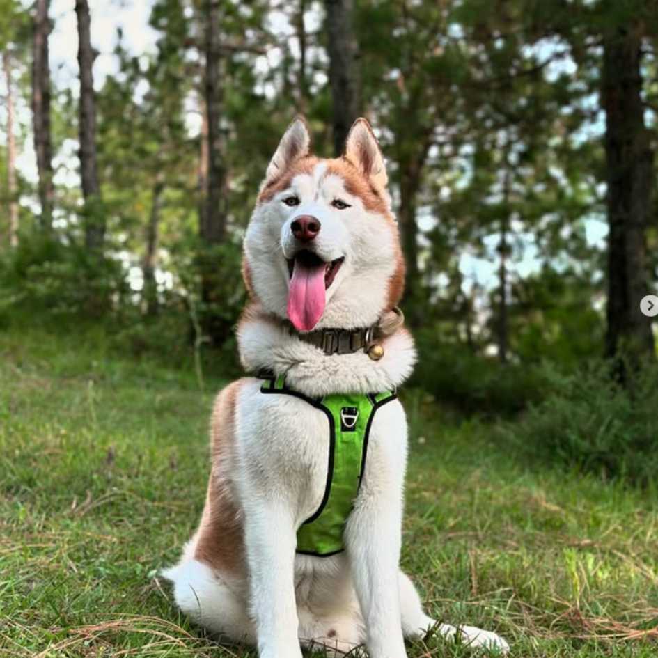 What’s the Best Type of Harness for Your Dog