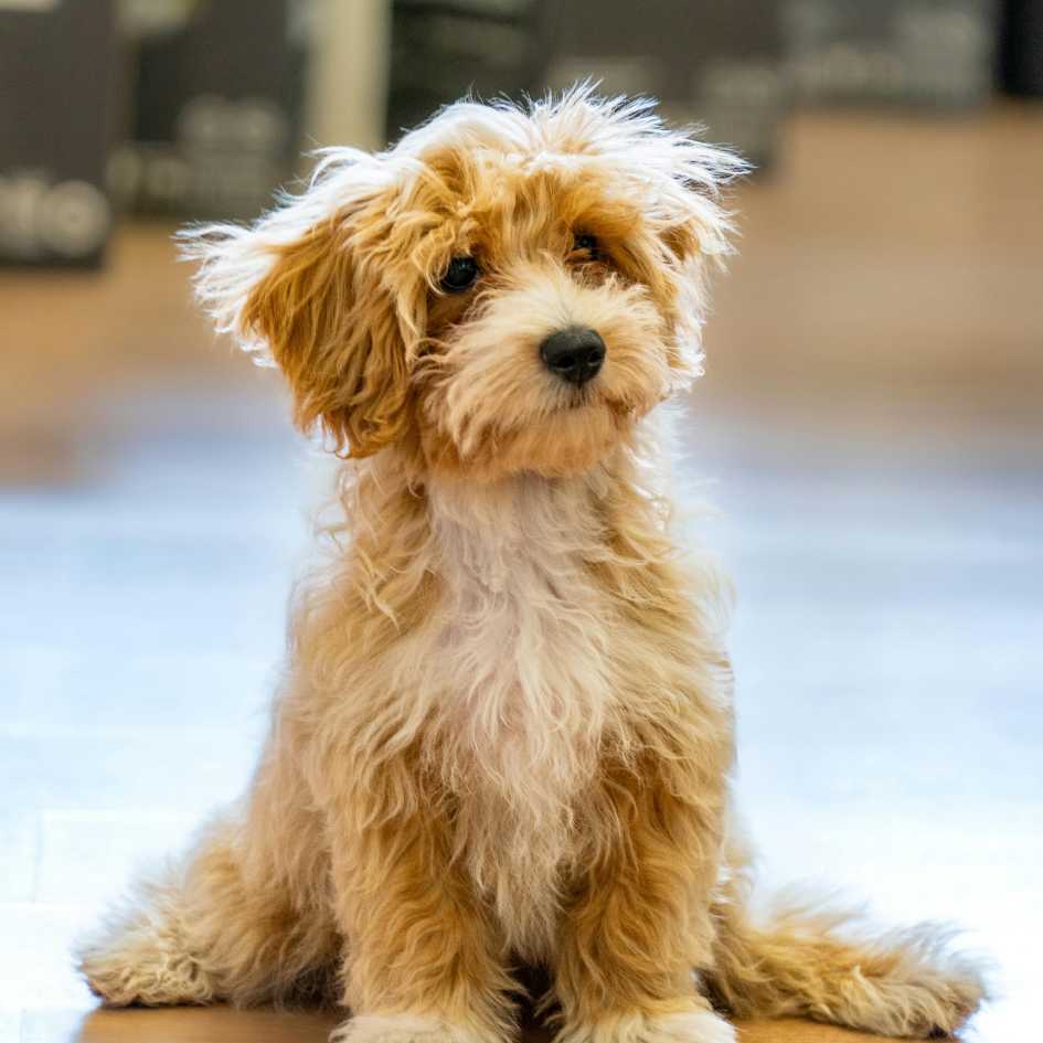 What’s the Right Way to Trim Your Dog’s Fur
