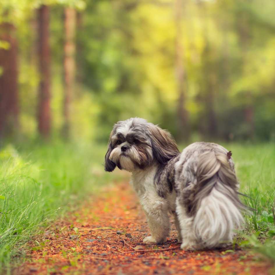 What’s the Shih Tzu Temperament Like