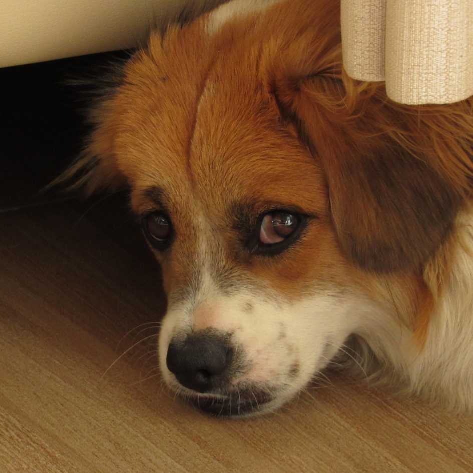 When Should You Take Your Dog to the Vet for Pain Symptoms