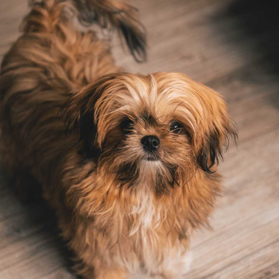 Where Did the Shih Tzu Breed Come From_ A Royal History
