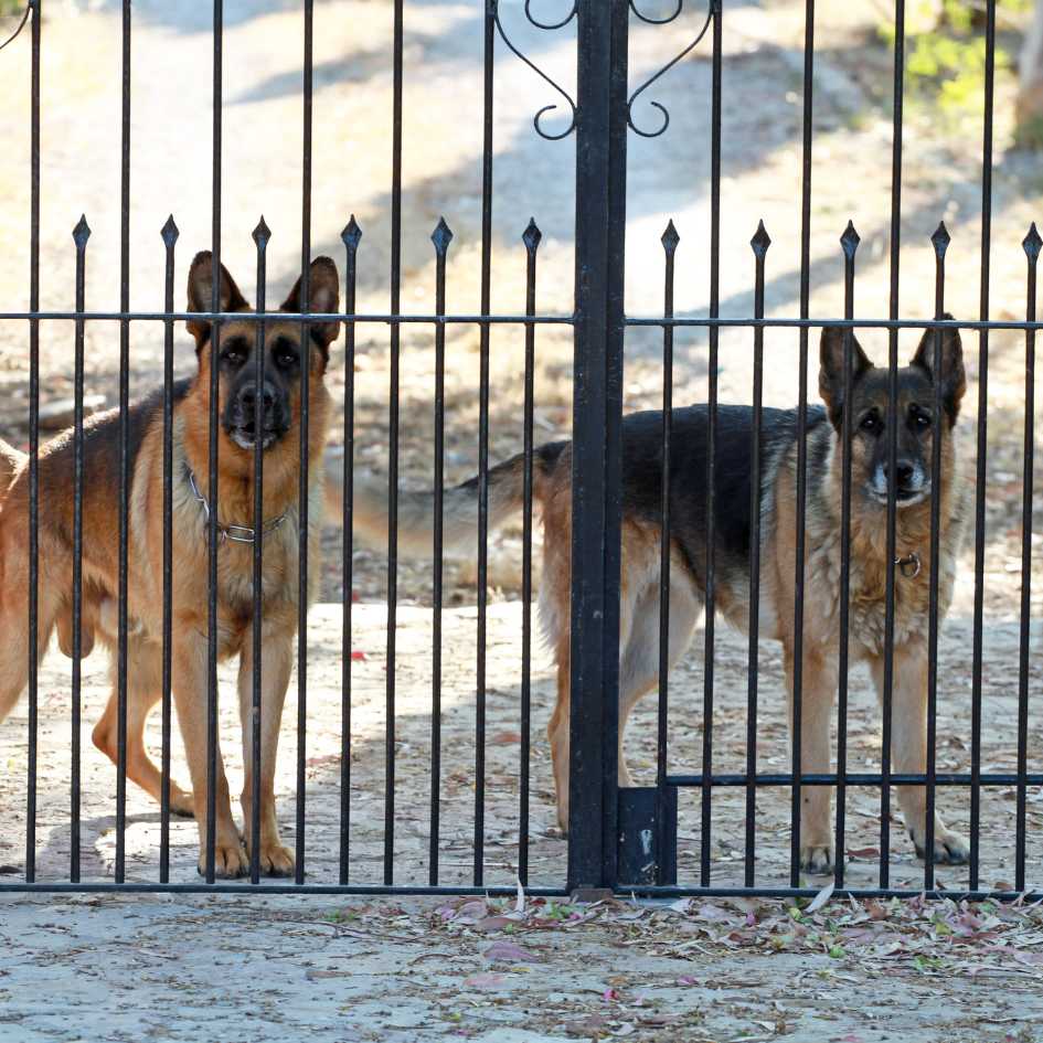 Which Dog Breeds Are Best for Guarding