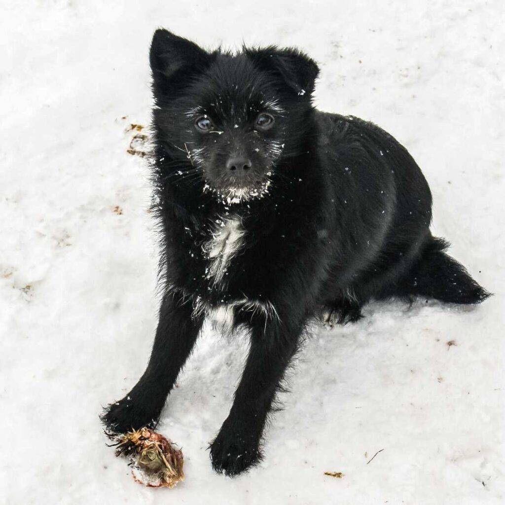 Why Are Black Dogs Often Misunderstood in Adoption Centers