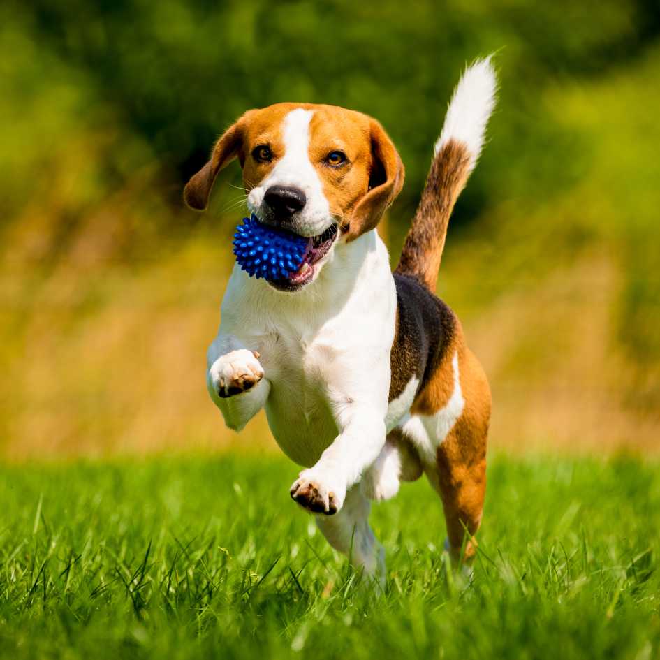 Why Are Hound Breeds So Popular as Hunting Dogs