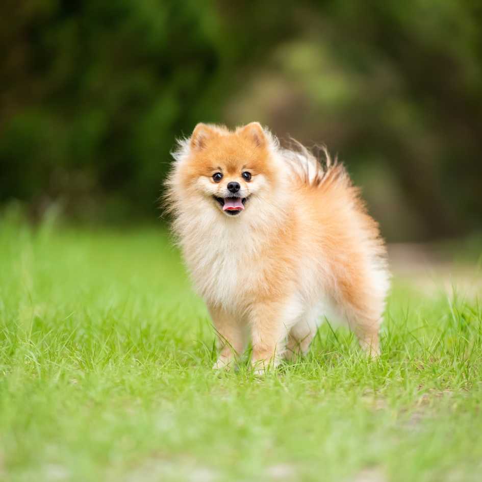 Why Are Pomeranians Such Popular Pets