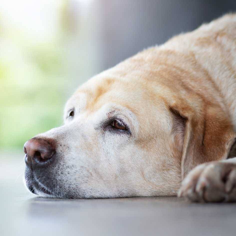 Why Does My Dog Constantly Lick or Chew a Specific Paw