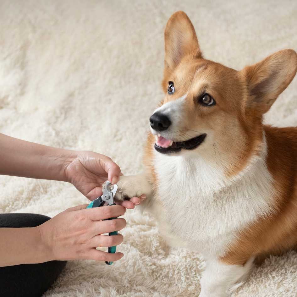 Why Is Nail Trimming Important for Dogs