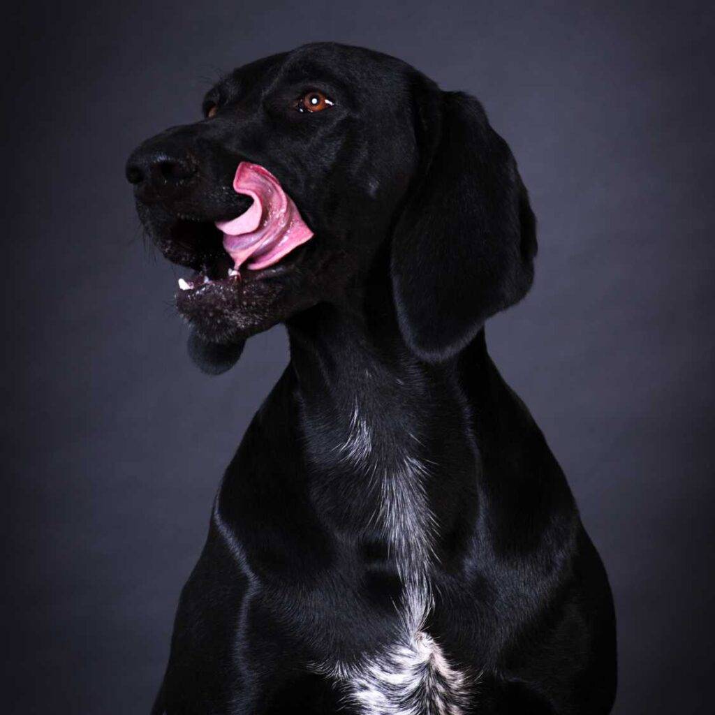 Why Is the Black Dog a Powerful Symbol in Mythology