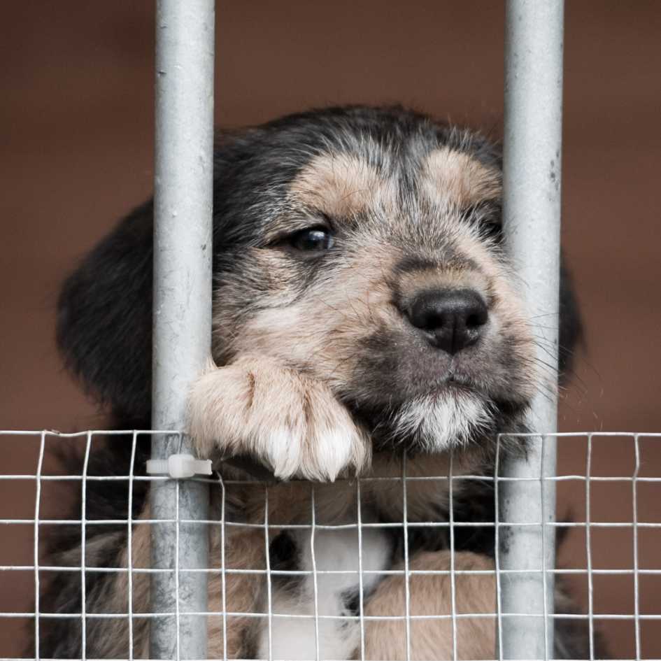 Why Is the _Adopt or Buy a Dog_ Debate So Important