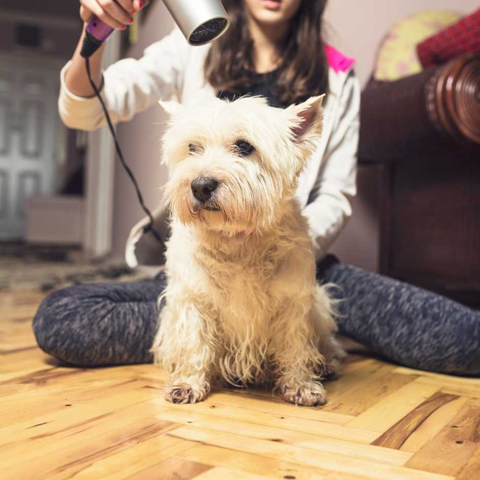 Why Should You Groom Your Dog at Home
