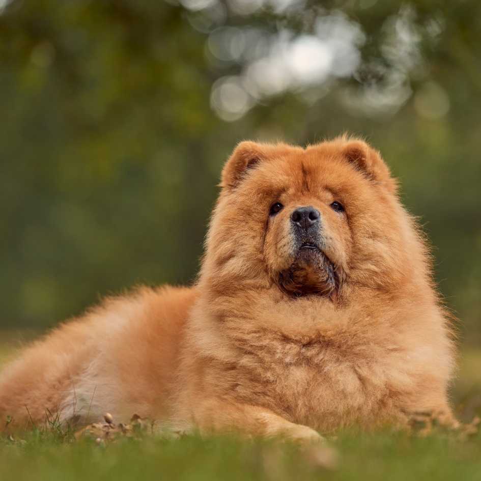 Why the Chow Chow and Siberian Breeds Are Exotic Yet Challenging