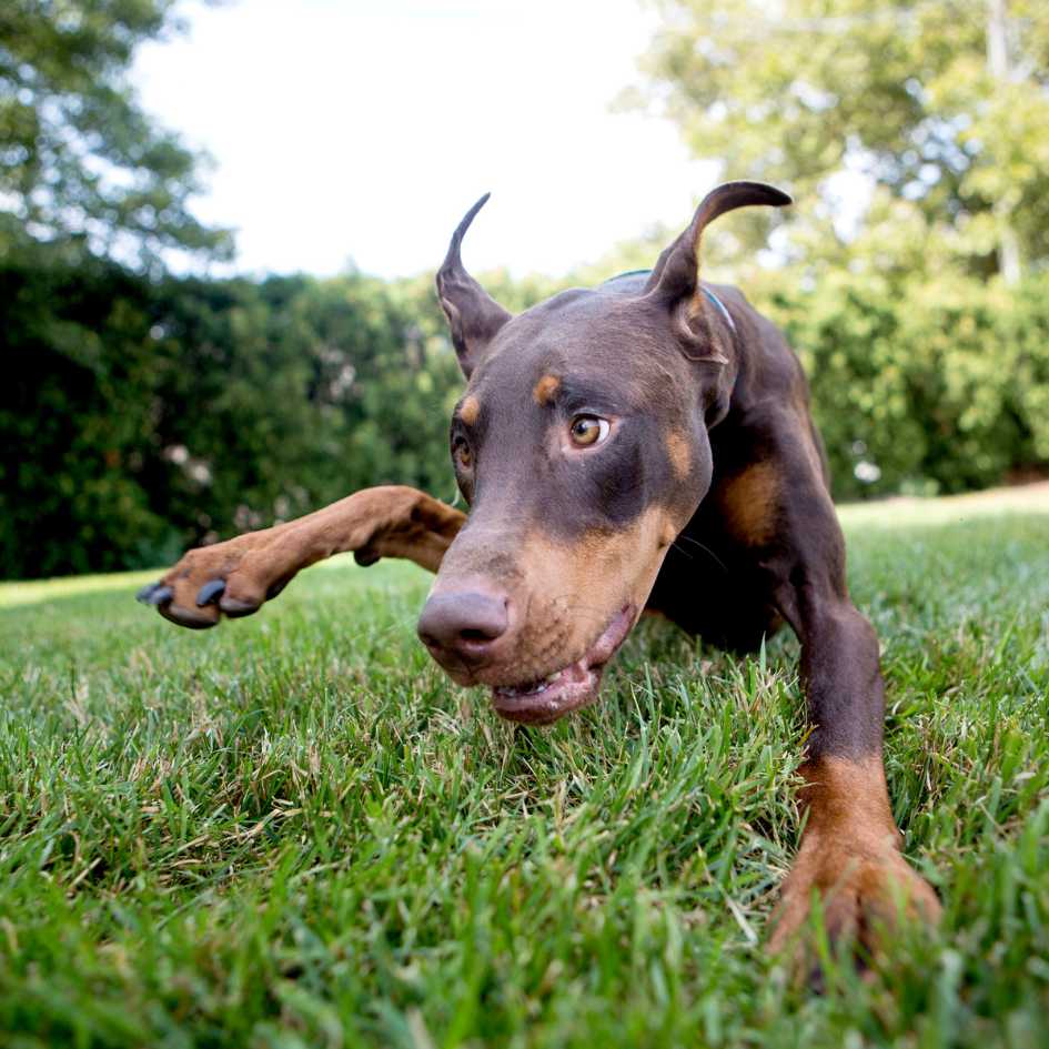 Are Dobermans Good Family Dogs