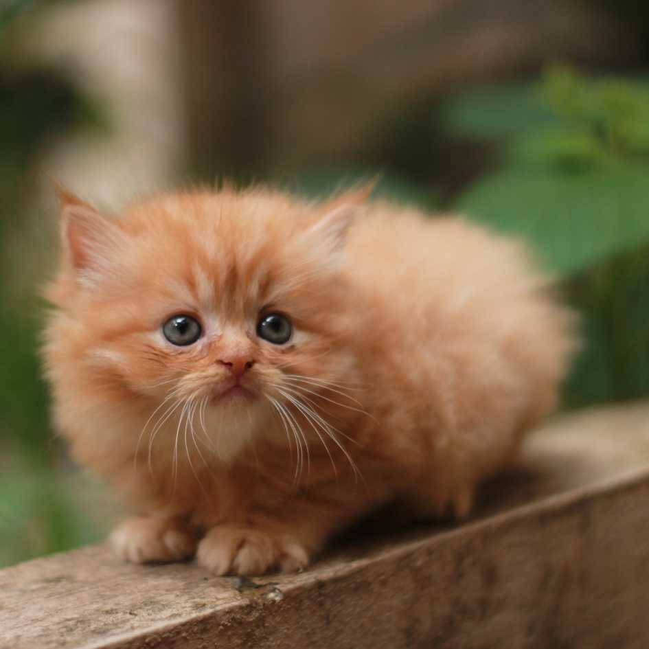 Are Persian Cats the Right Breed for You as a Cat Owner