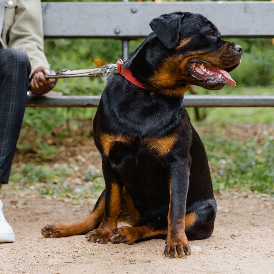 Are Rottweilers Good Family Dogs