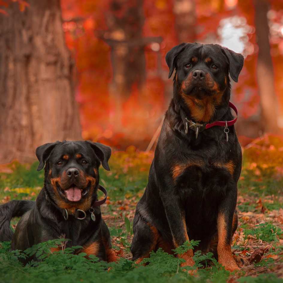 Are Rottweilers Good Guard Dogs and Family Companions