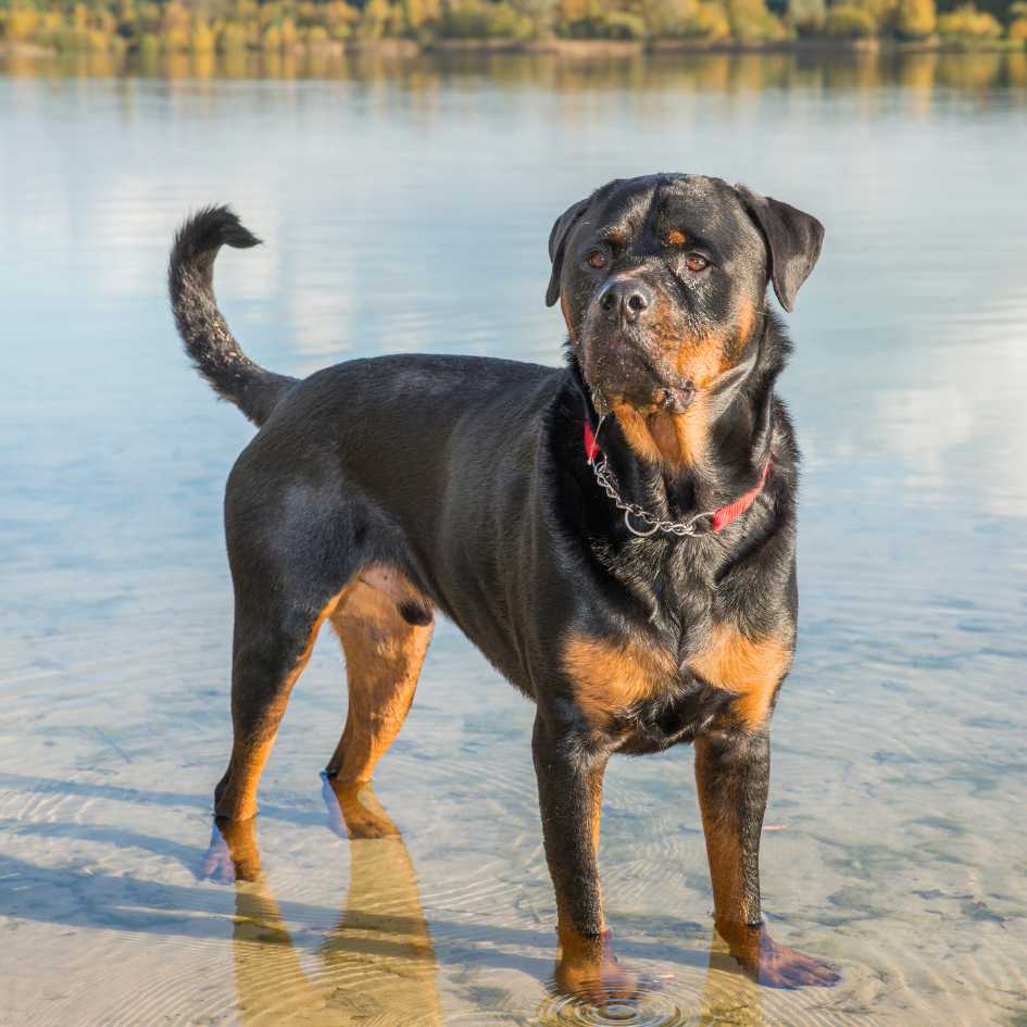 Are There Legal Restrictions or Breed Bans on Rottweilers