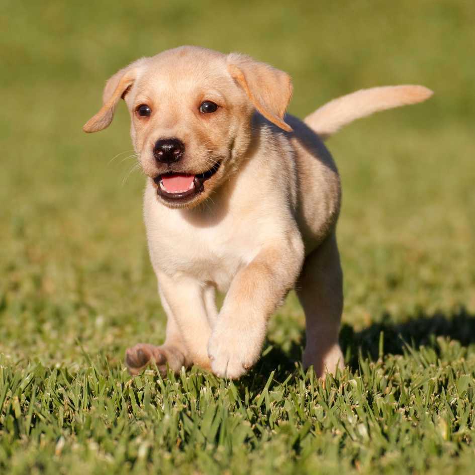 Basic Training and Behavior Tips for a Well-Adjusted Pup